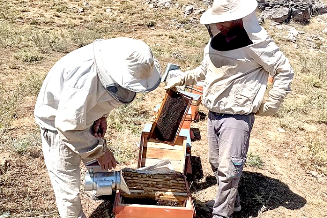 Organik Balda ilk ürün elde edildi