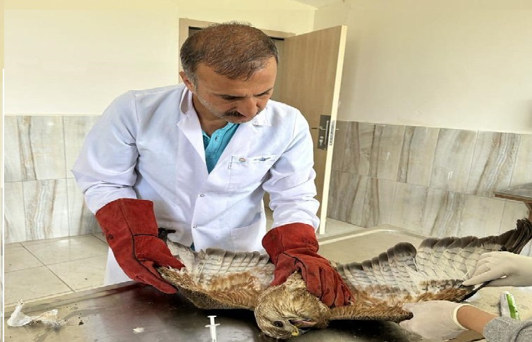 Yaban hayvanları emin ellerde