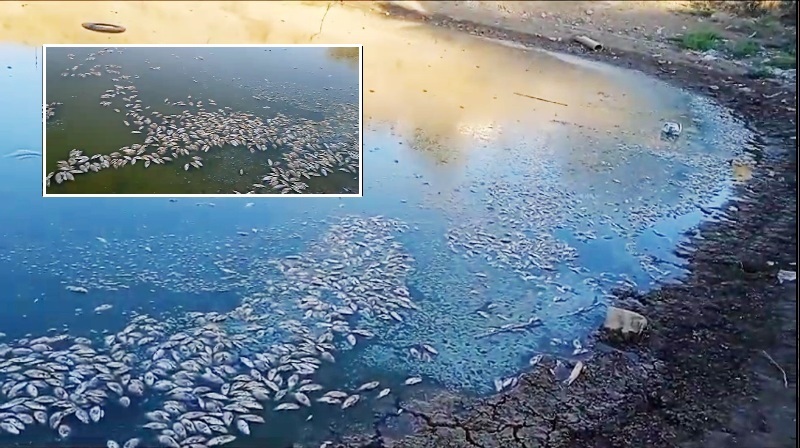 Danalı’da gölet kurudu, binlerce balık öldü, Özel idareden destek bekliyorlar