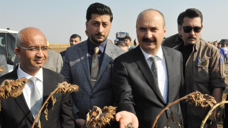 Yağlık ayçiçeği Demostrasyon sonuçları açıklandı