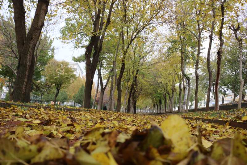 RENGARENK AĞAÇ YAPRAKLARI, SANATSEVERLERİ BEKLİYOR