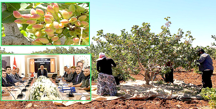 Ağaçlandırmaya 38 Milyon Lira Hibe Desteği