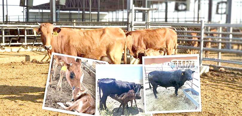 ISLAH PROJESİNE BATMAN DA DAHİL EDİLDİ