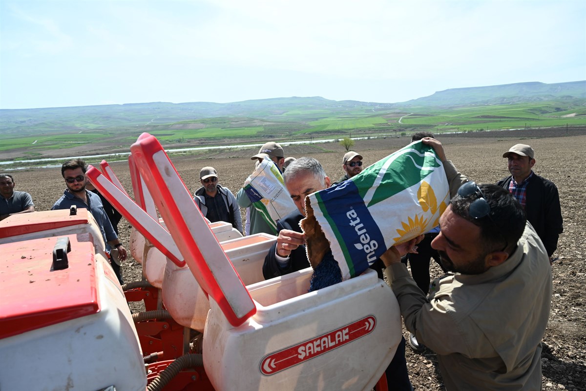 Batman’da Yağlık Ayçiçeği Ekimi yapıldı
