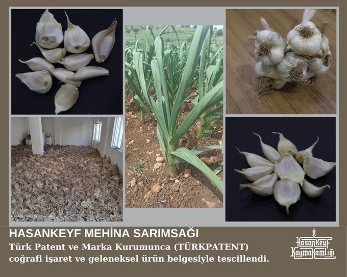 Hasankeyf Mehina sarımsağı tescillendi