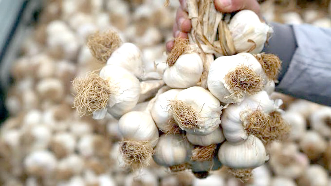 ‘Mehina Sarımsağı’ tescillendi