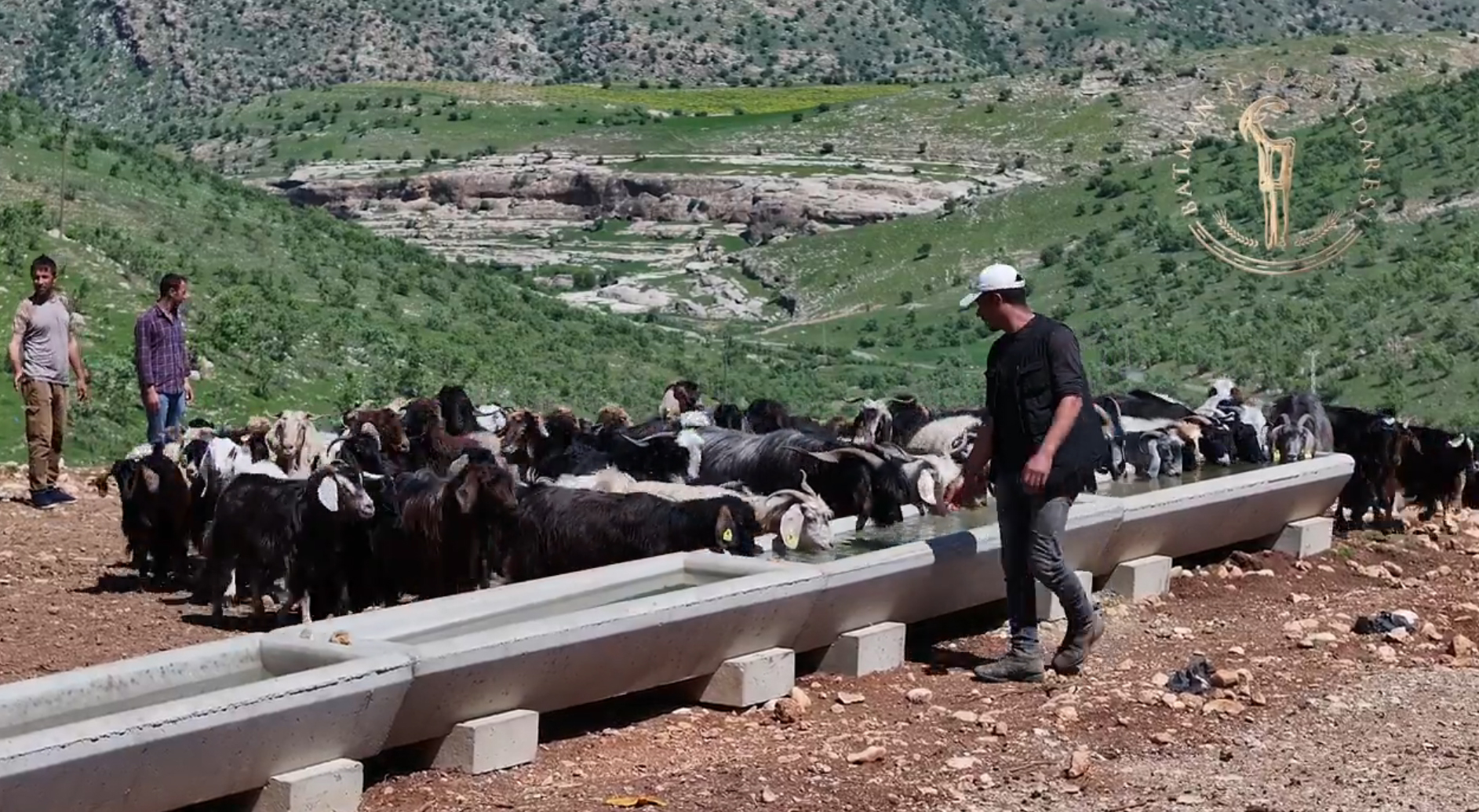 Hayvanların su ihtiyacı Serçe Parmak Projesi ile gideriliyor