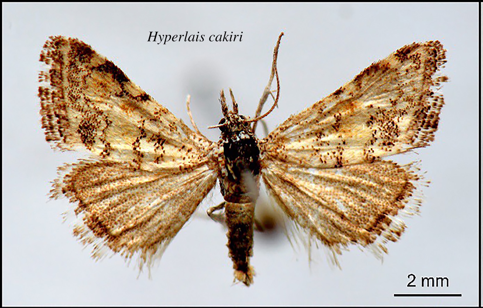 Üniversite öğretim üyesi tarafından yeni bir kelebek türü keşfedildi