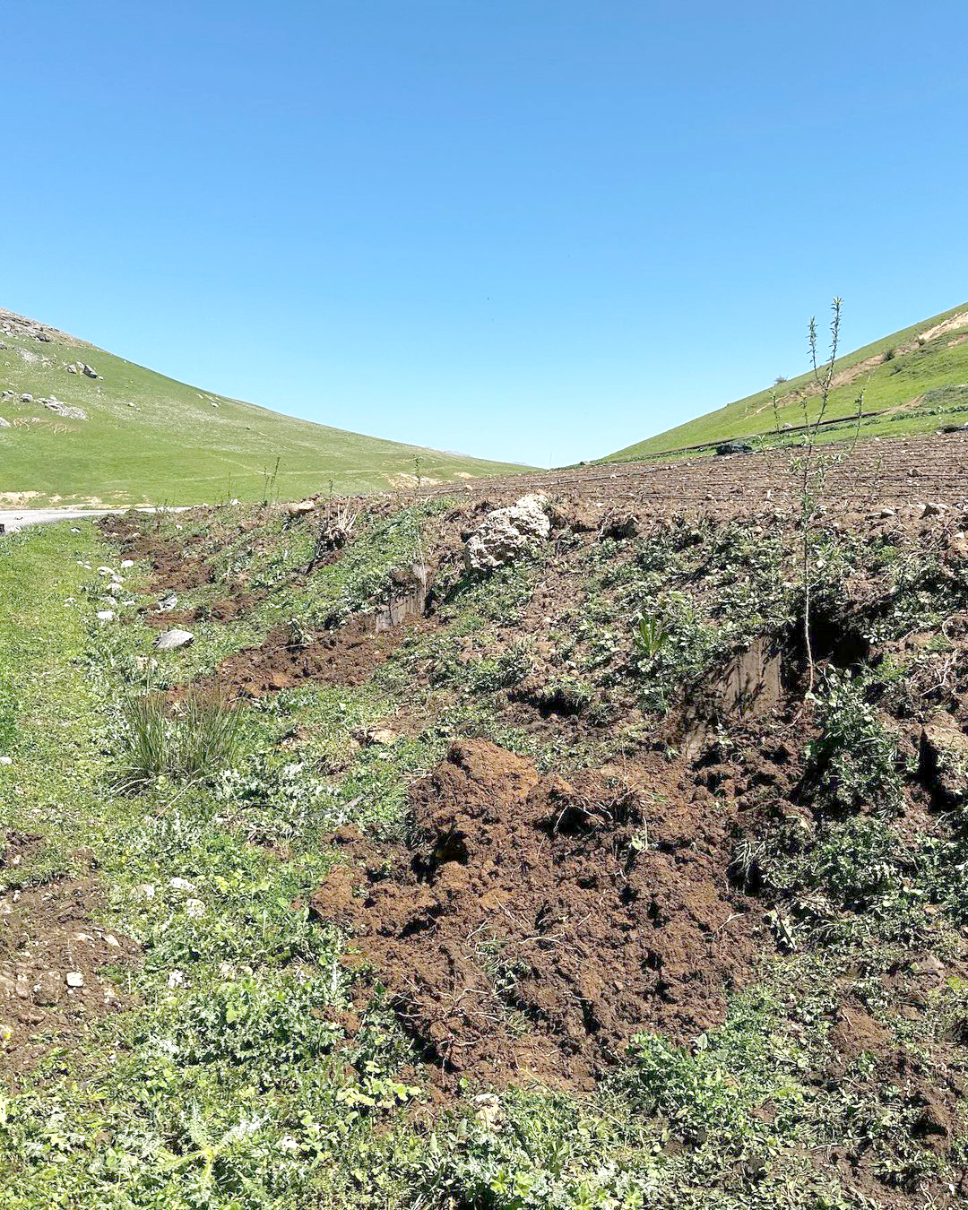 1200 adet meyve fidanı toprak ile buluşturuldu
