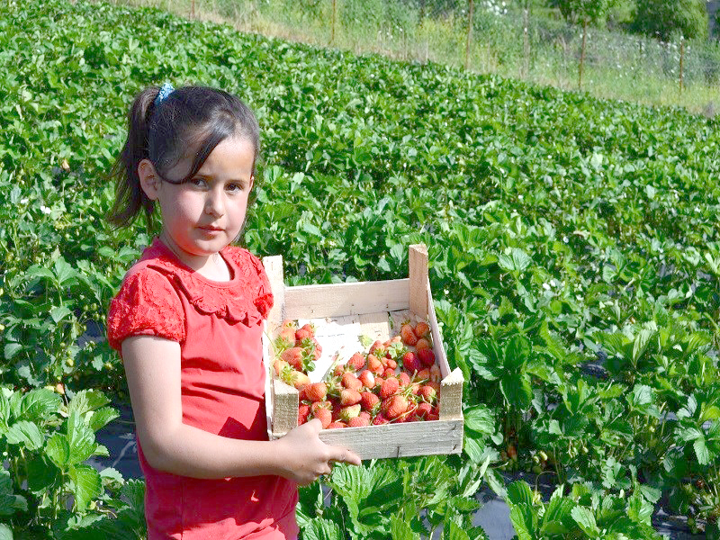 Sason Çileği tezgahtaki yerini aldı