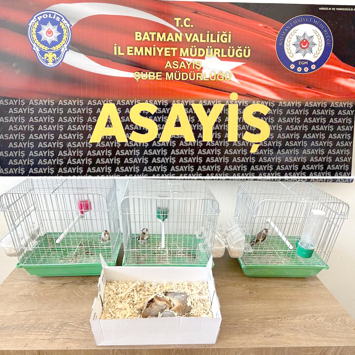 Satışı yasak hayvanlar yakalandı