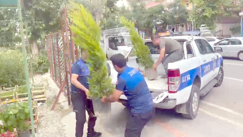 Dut ağacını kökünden kesen esnafa ağaç fidanı alma cezası verildi