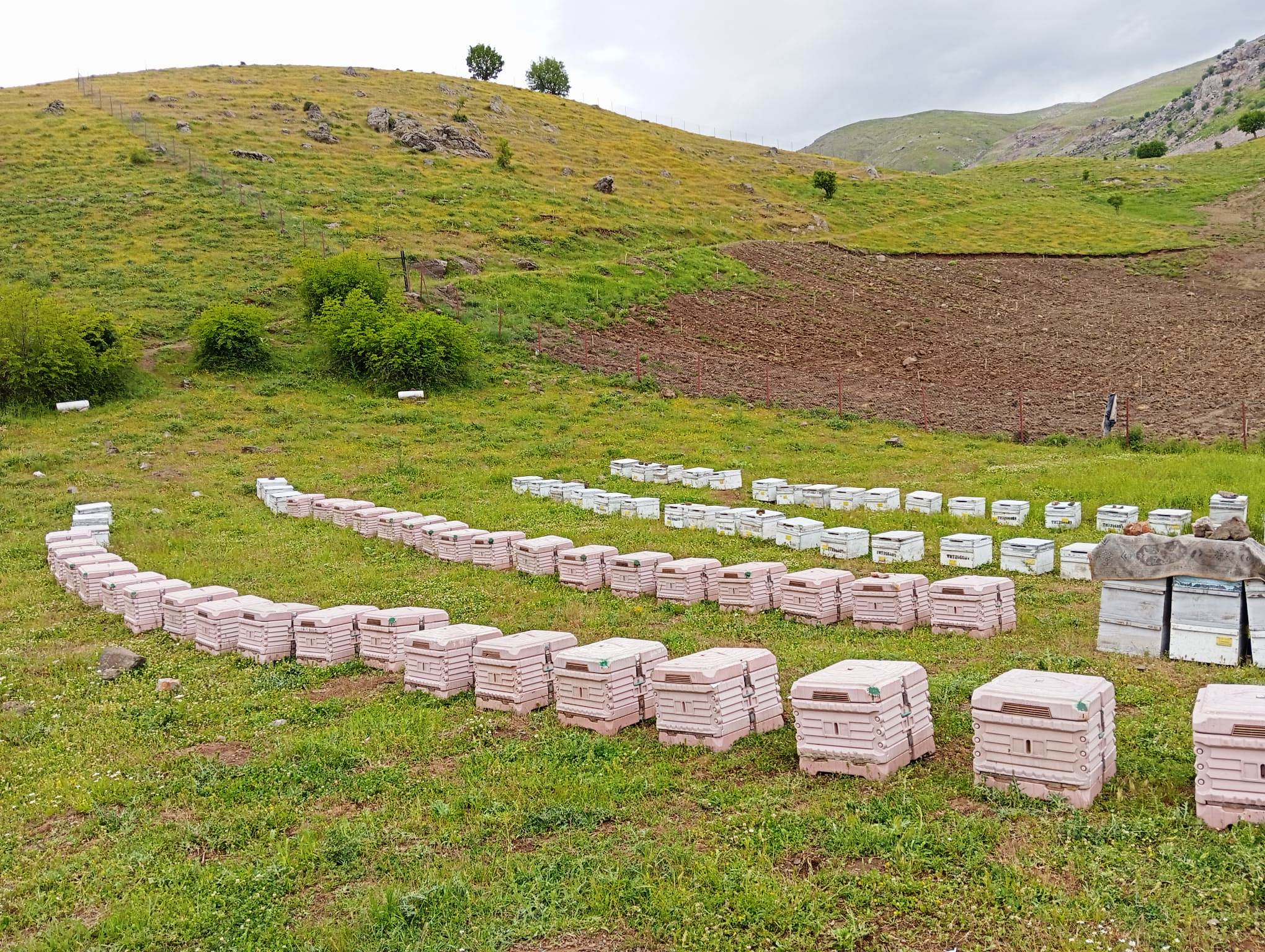 Yeni kovanlar Bal tutmaya başladı
