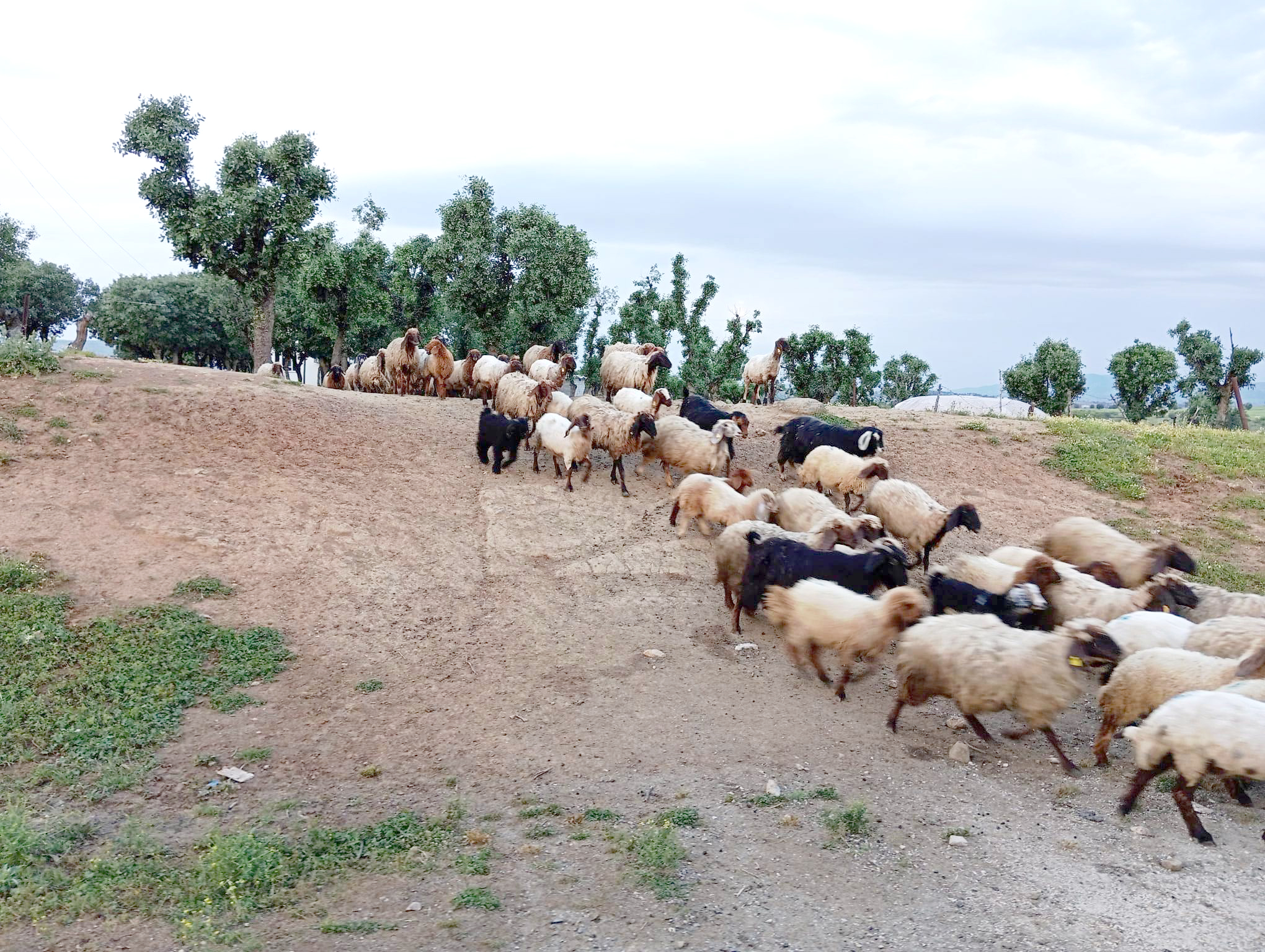 Zorlu yolculukları başladı
