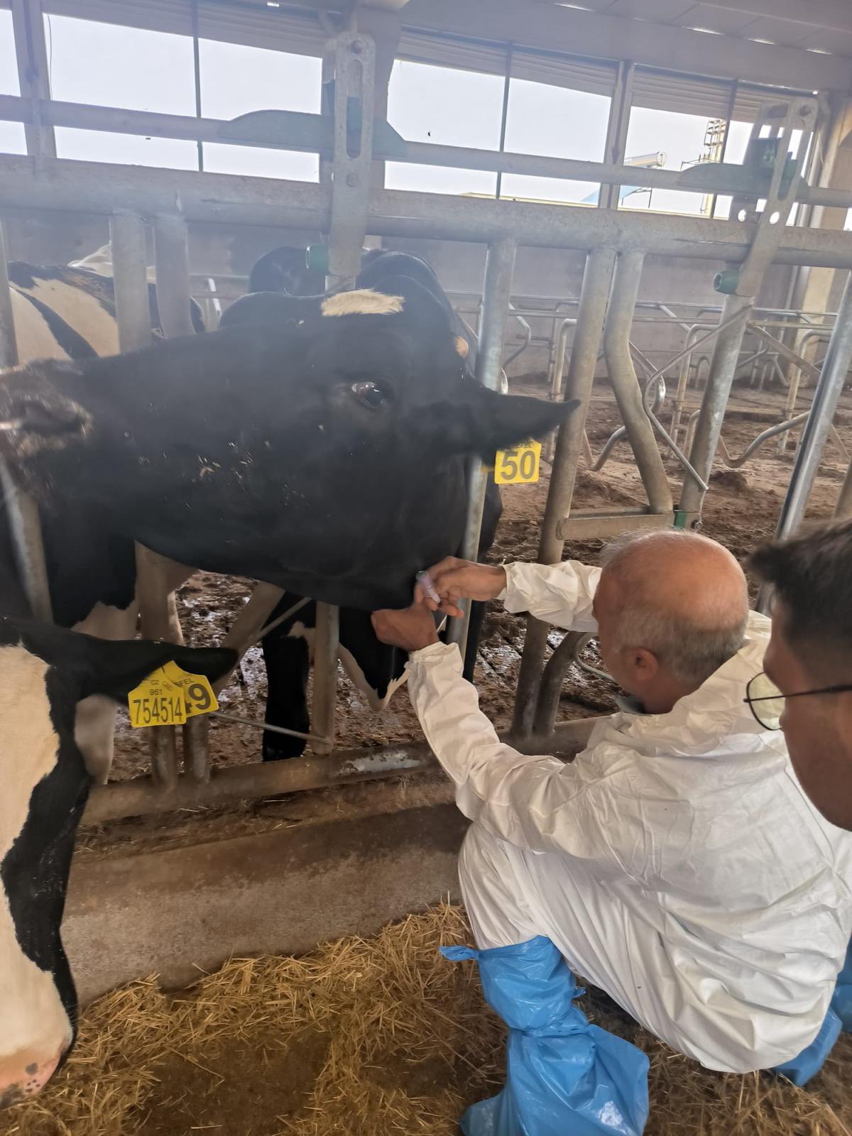 Brusella analizleri yapıldı