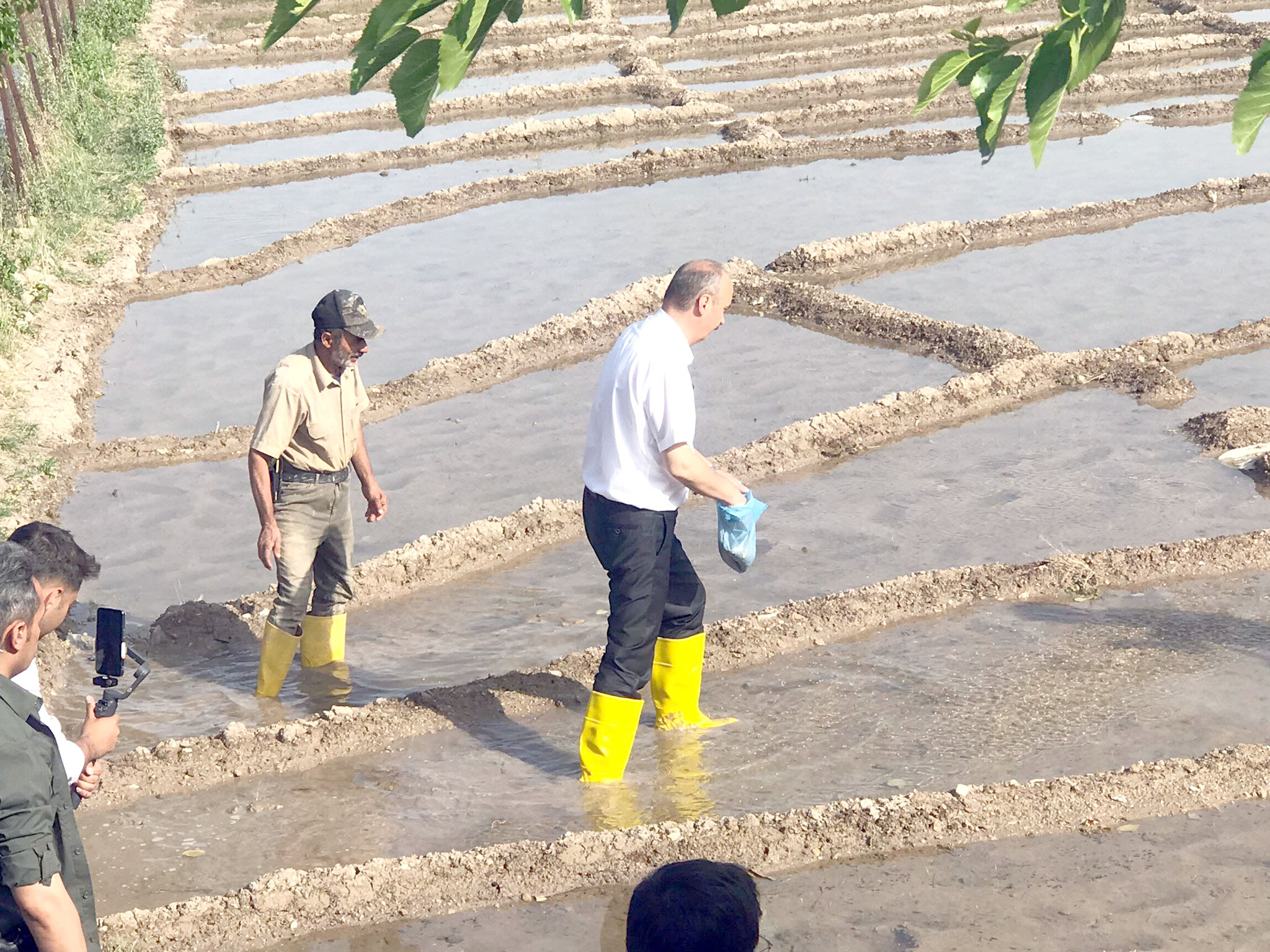 PİRİNÇ TARLASINDA TOHUM ATTI