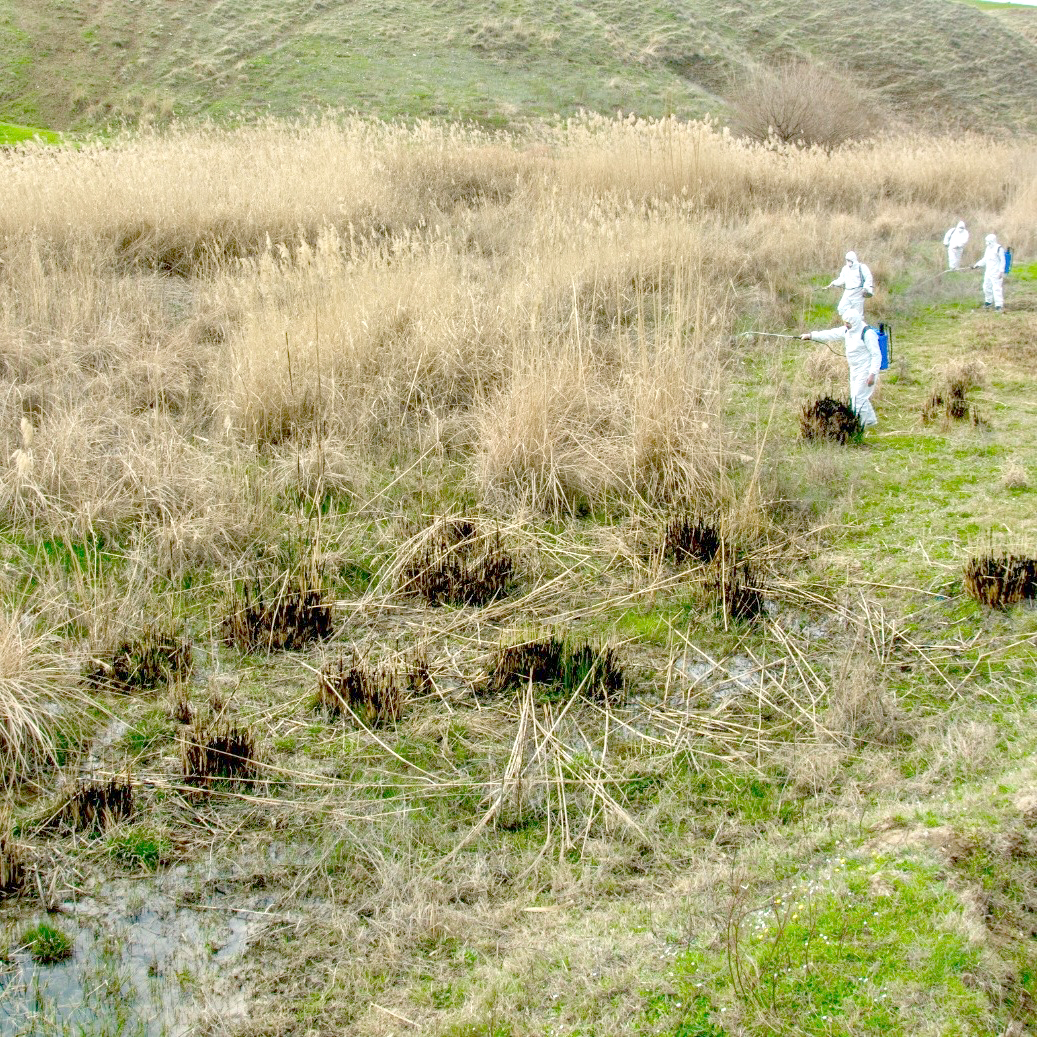 Haşerelere karşı Özel İdareden ilaçlama çalışması