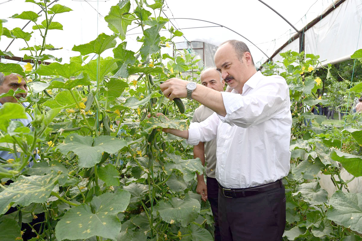 Zorköy’de düzenlenen salatalık hasat etkinliğine katıldı