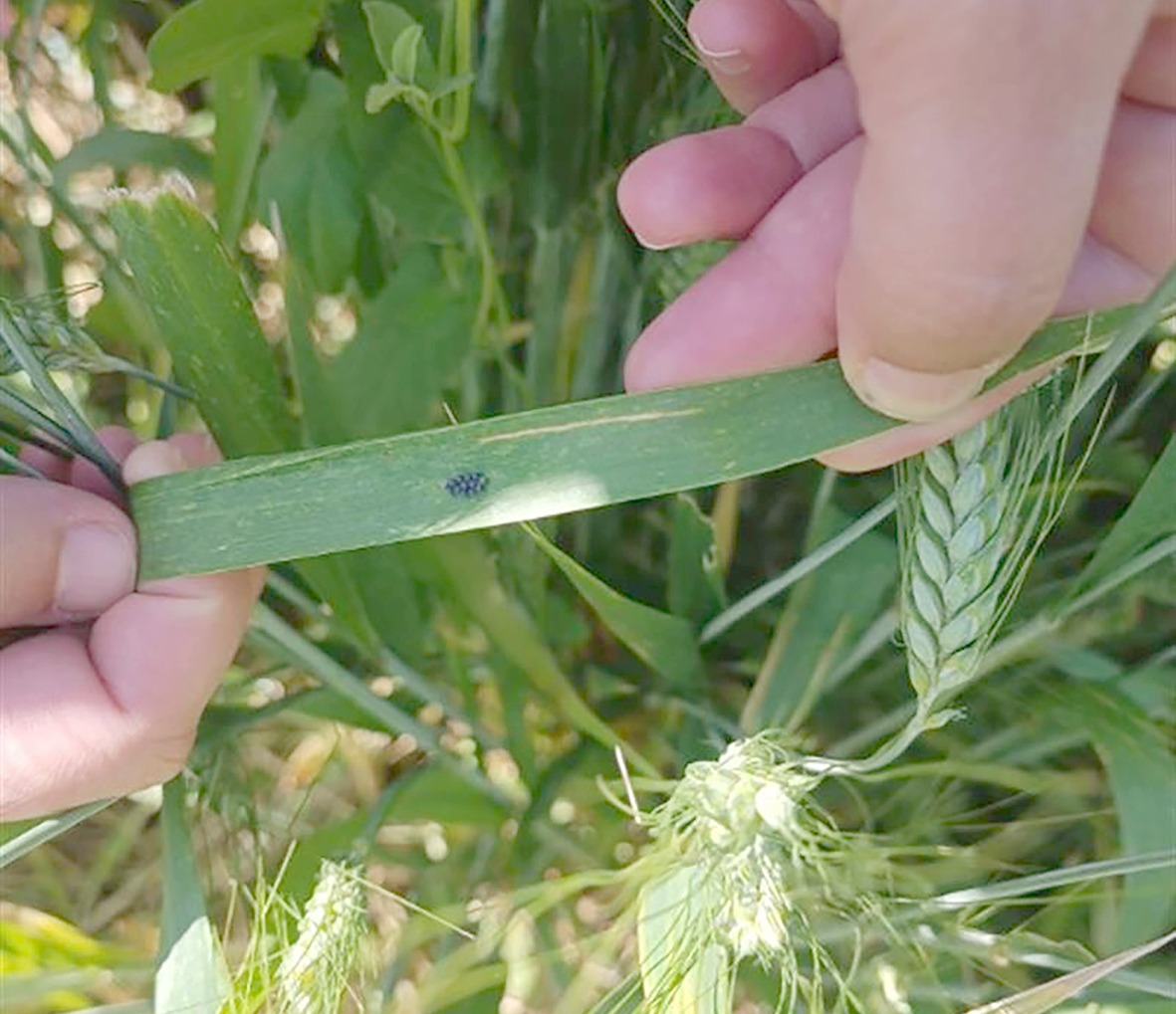 5 ekip ile Süne Mücadelesi çalışmalarına başlandı