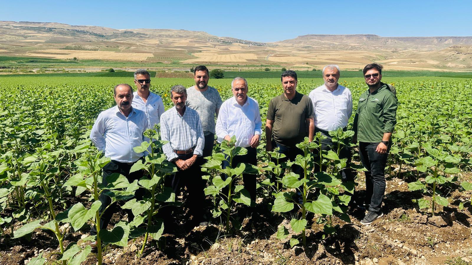 Ayçiçeği tarlasında incelemelerde bulundular