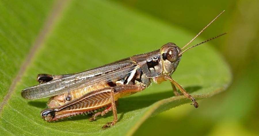 Belediyeden ‘çekirge’ açıklaması ‘Çekirge konusu geçici bir problemdir’