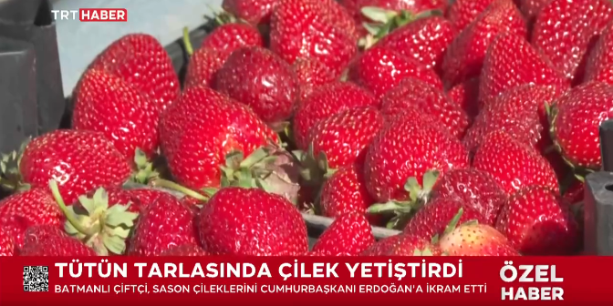 Sason Kaymakamlığı, Sason Çileği’nin ününü Dünyaya duyurmakta kararlı