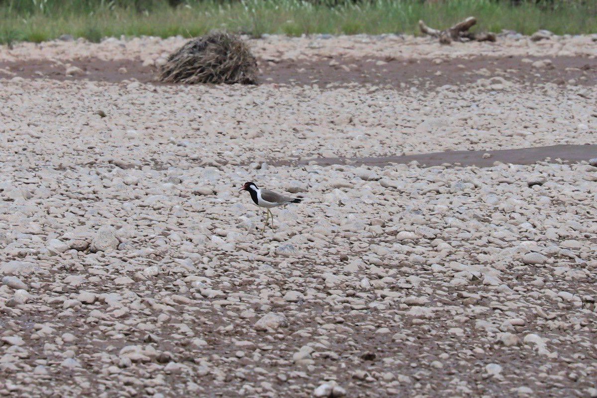 Doğal yaşam koruma altında