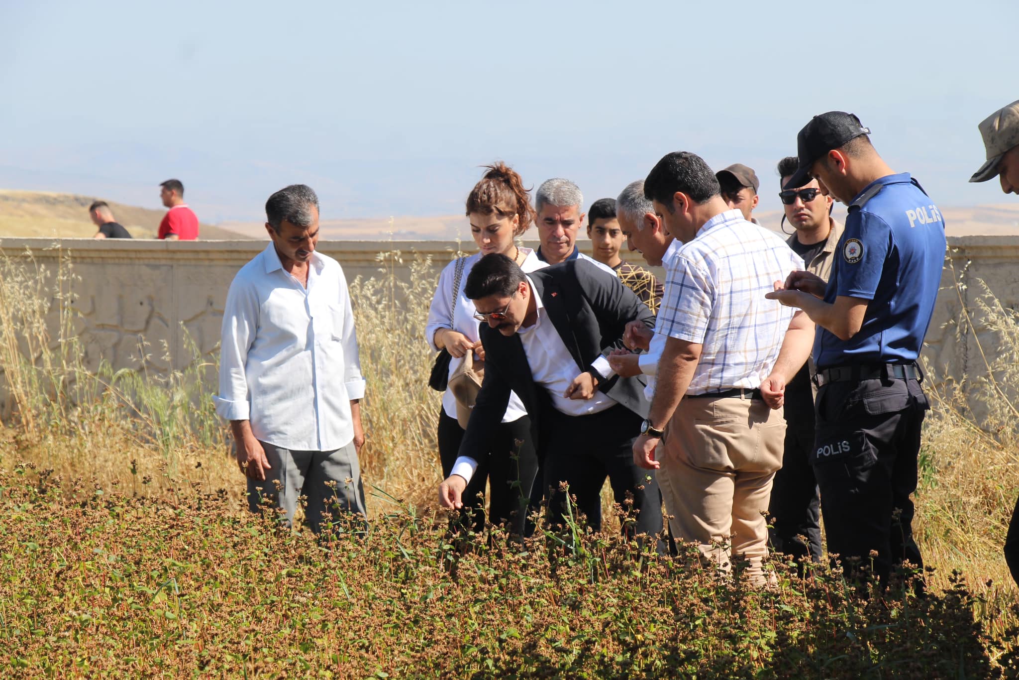 Glutensiz Karabuğday hasadı yapıldı