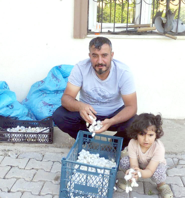 Koza hasadı başladı