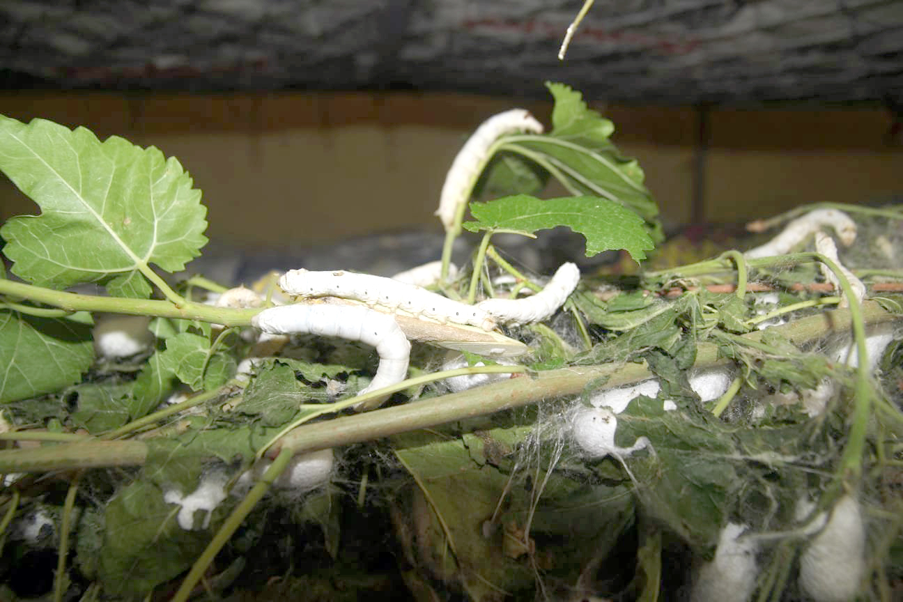 Koza örmeye başladı