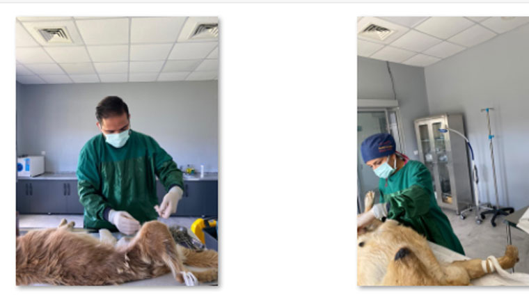 3 AYDA 88 SOKAK HAYVANI KISIRLAŞTIRILDI