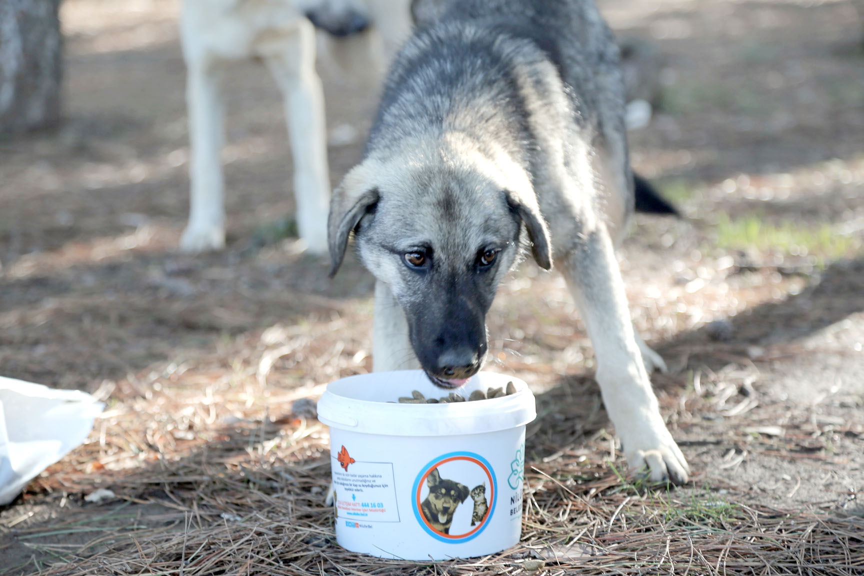 Çevrecilerden sokak hayvanları için çağrı ‘Çözüm Kısırlaştırmak’