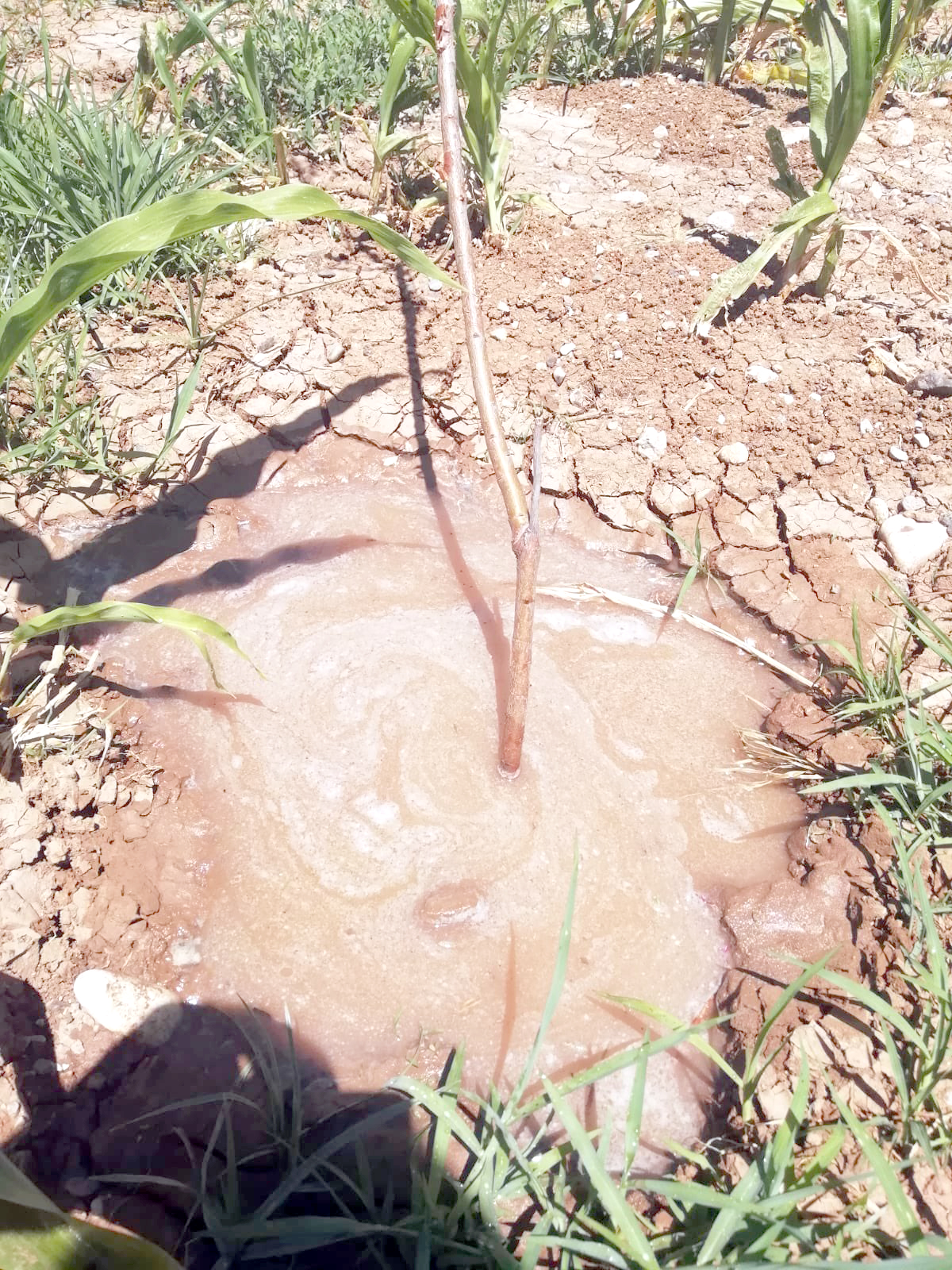 Ağaçlar sulanıyor