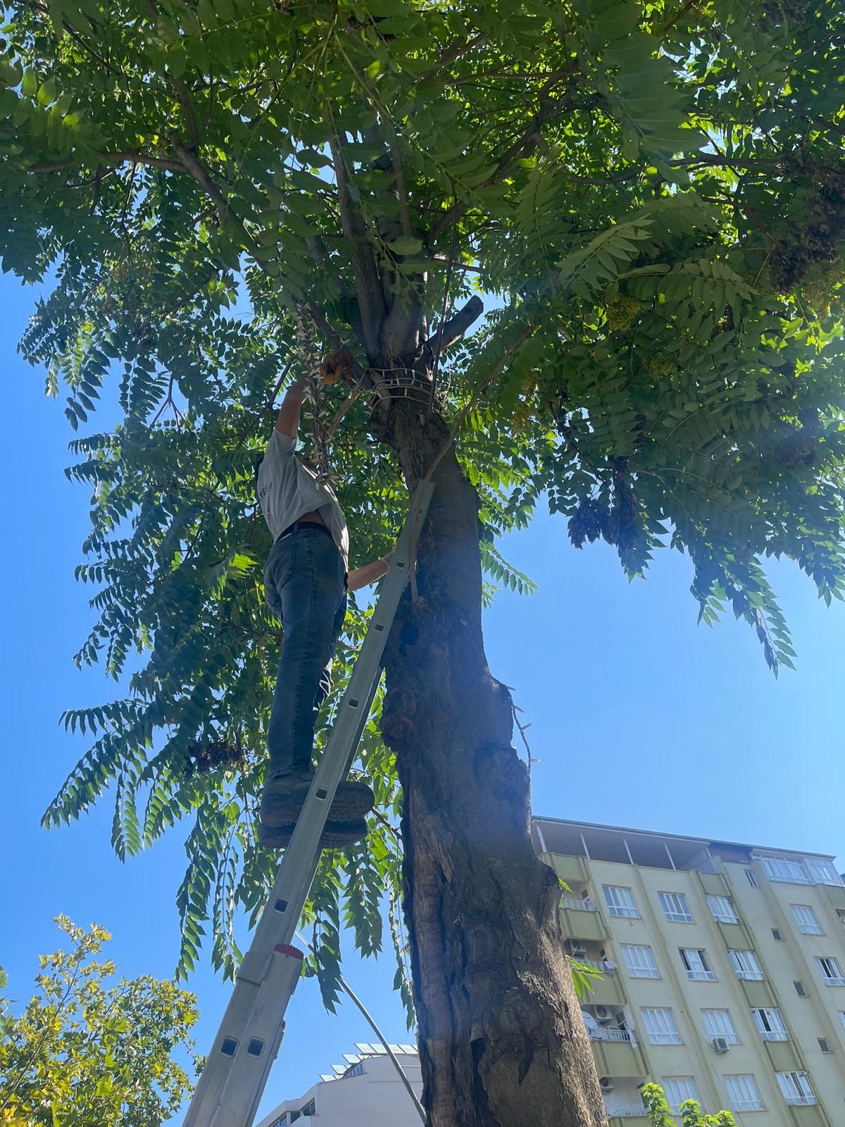 Ağaçlara zarar veren kablolar toplandı