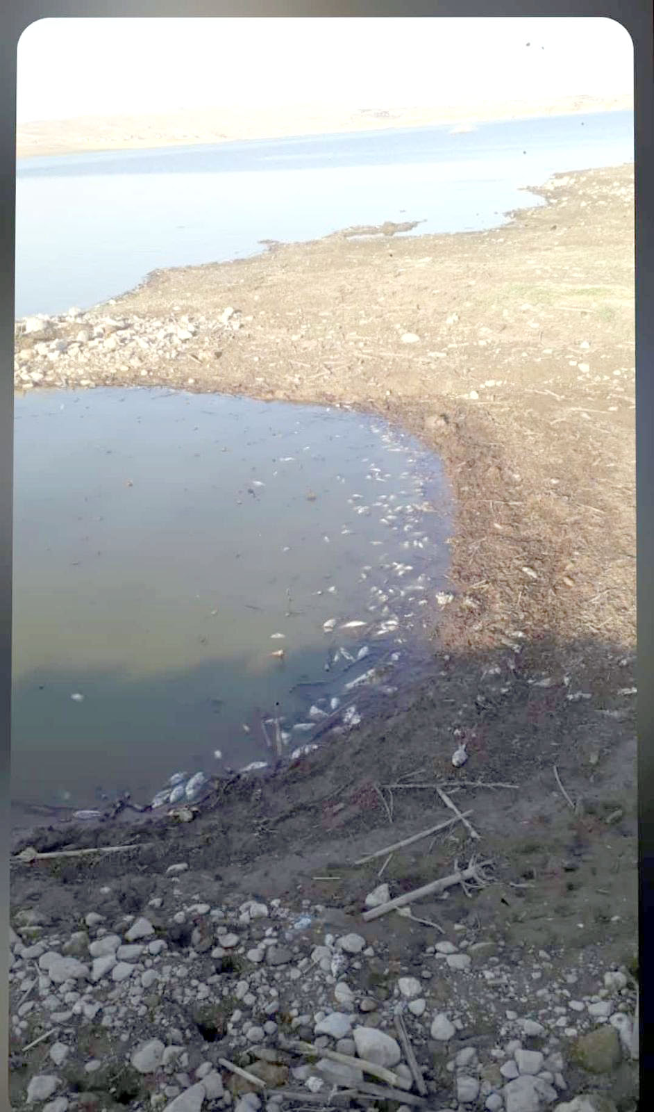 ‘Toplu balık ölümleri dehşetine seyirci kalmayalım’