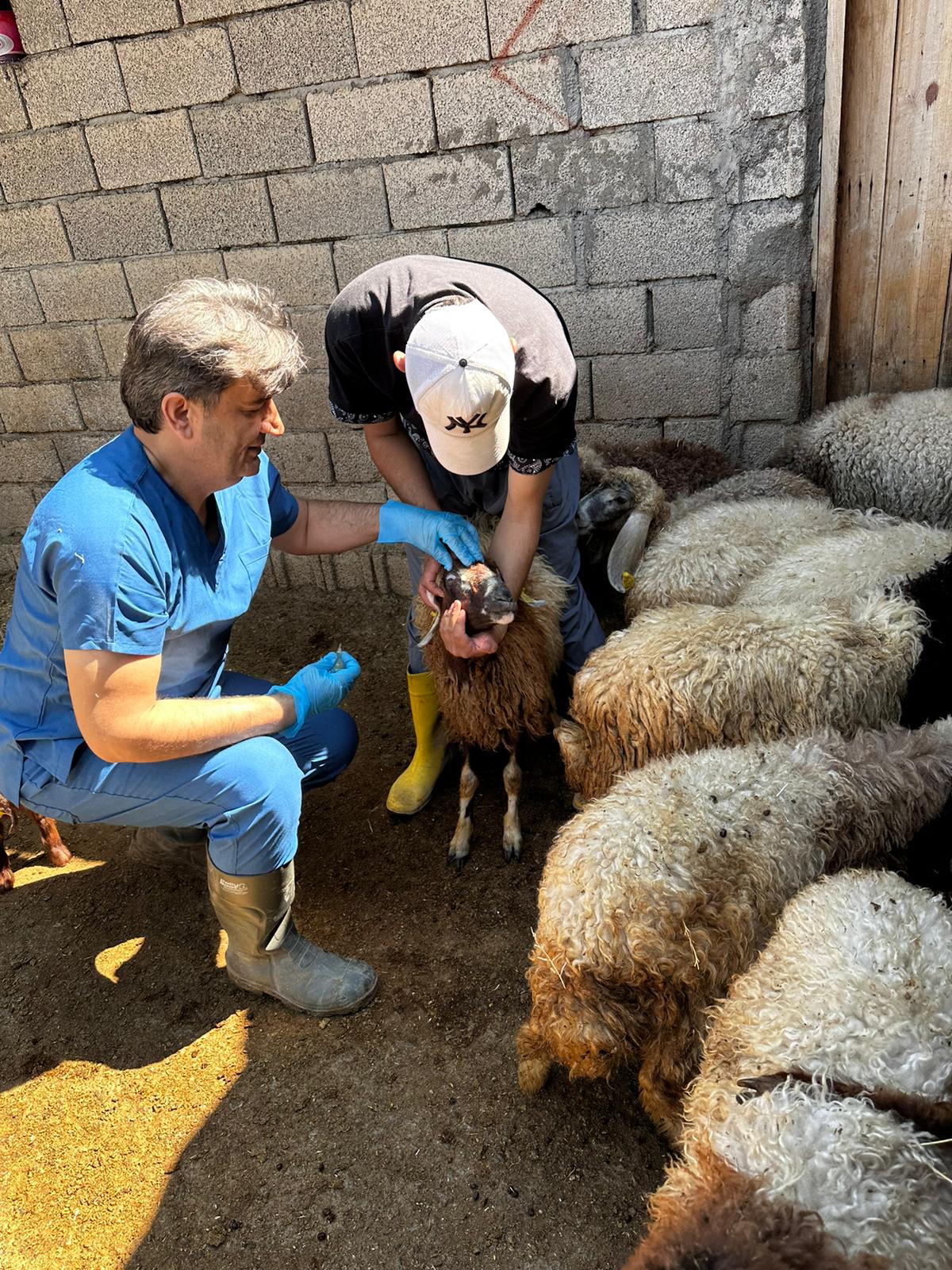 Hayvan hastalıklarıyla mücadele sürüyor