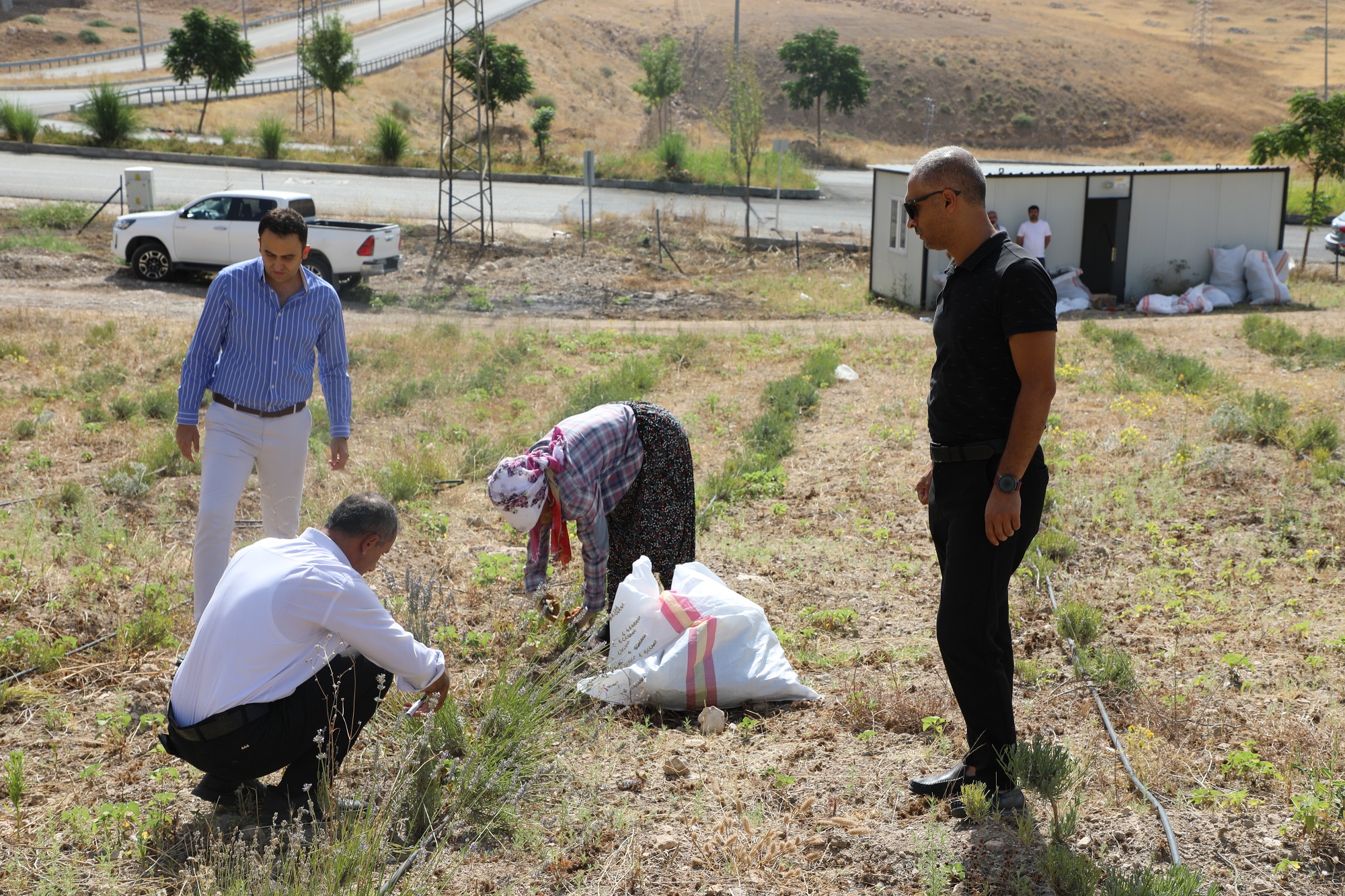 Hasankeyf’te Lavanta hasadı başladı