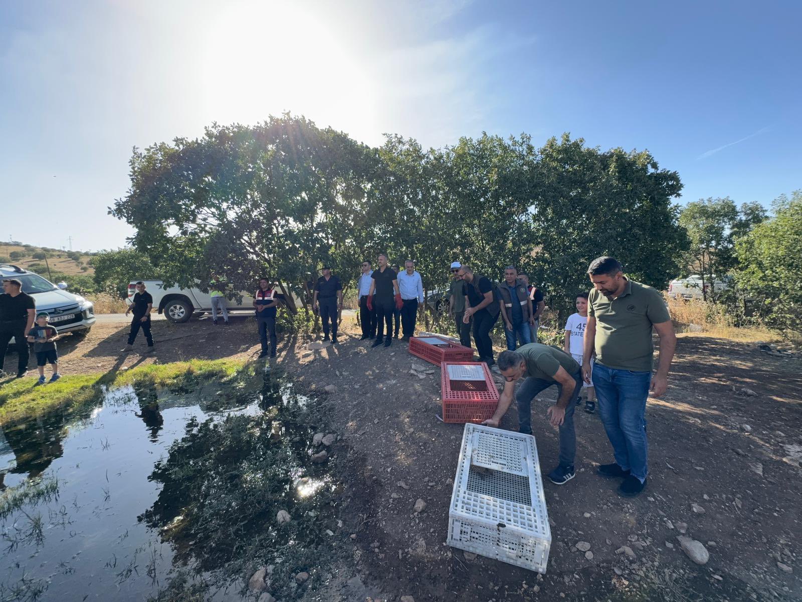 Doğa Koruma ve Milli Parklar Tarafından Sülün Salınımı Yapıldı