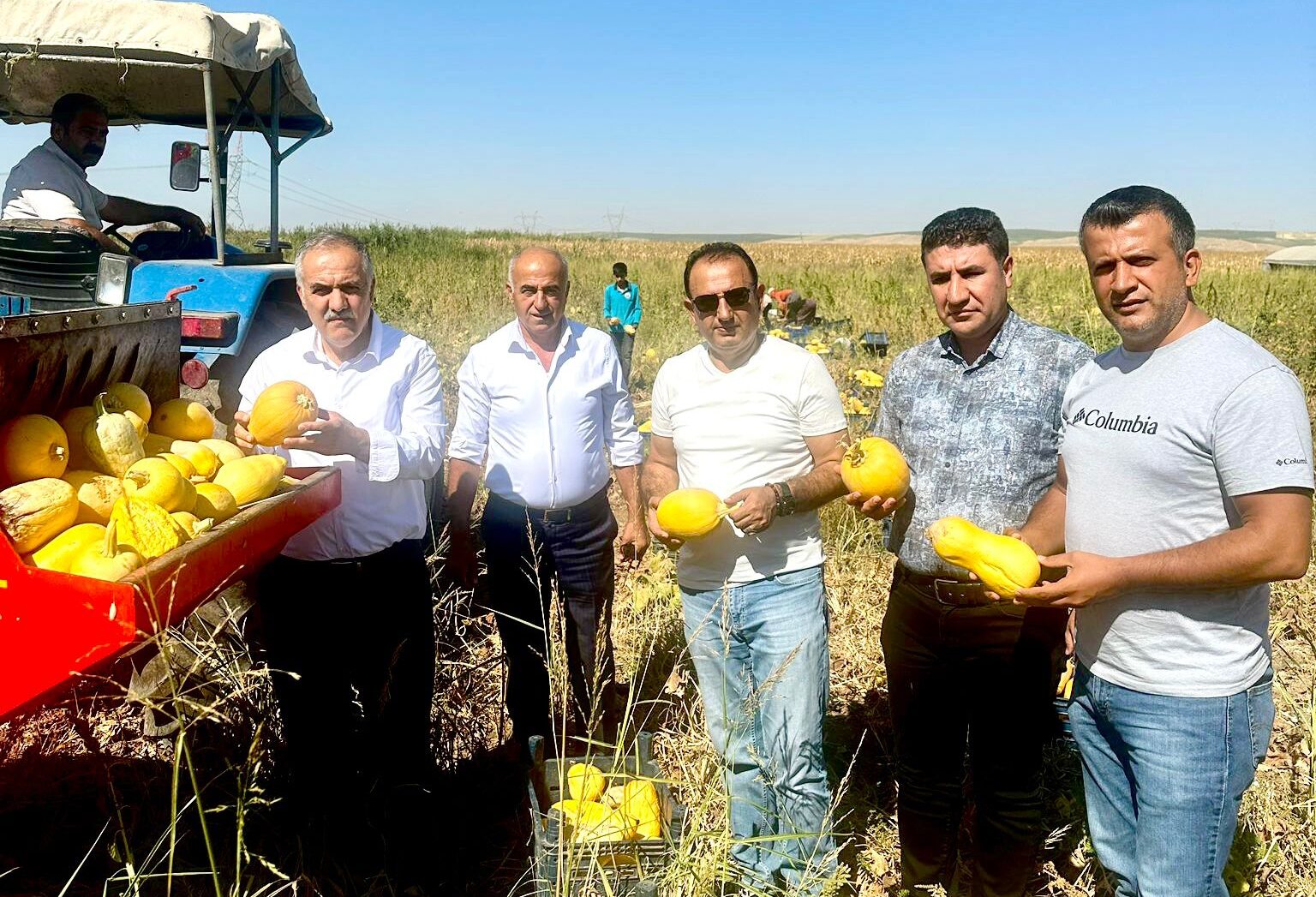Çerezlik kabak hasadı yapıldı