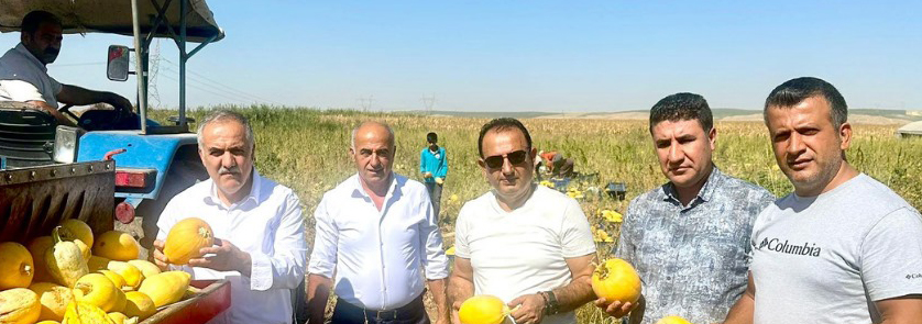 Balpınar’da Çerezlik Kabak hasadı başladı