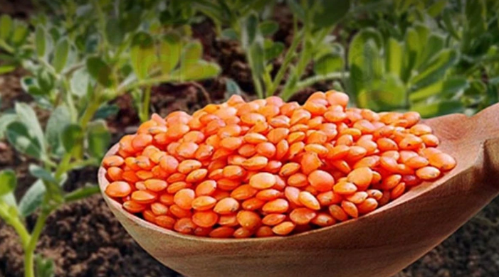 %75 Hibe ile Mercimek ve Nohut Tohumu Desteği başvuruları başladı