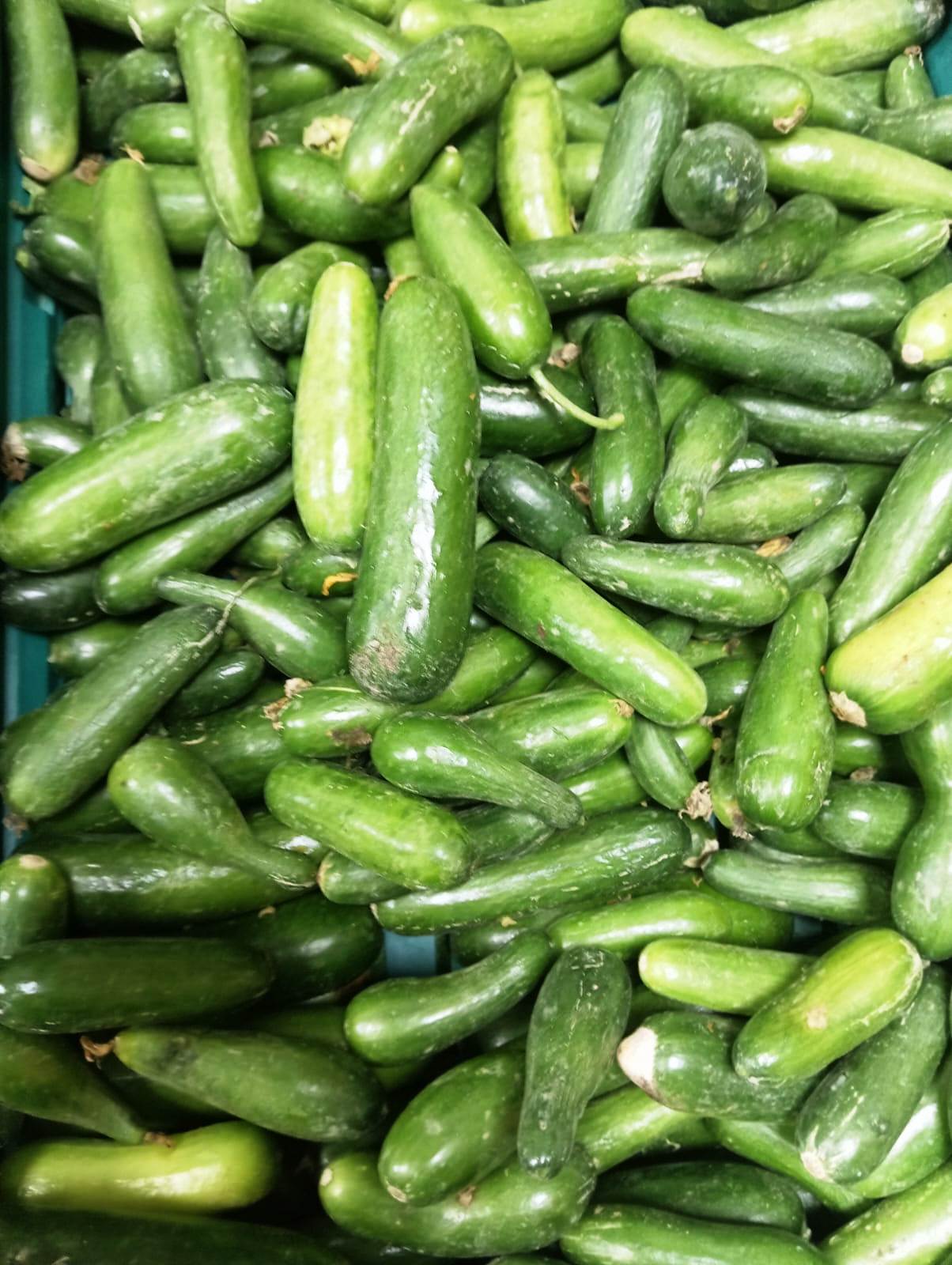 Salatalık fiyatları tavan yaptı