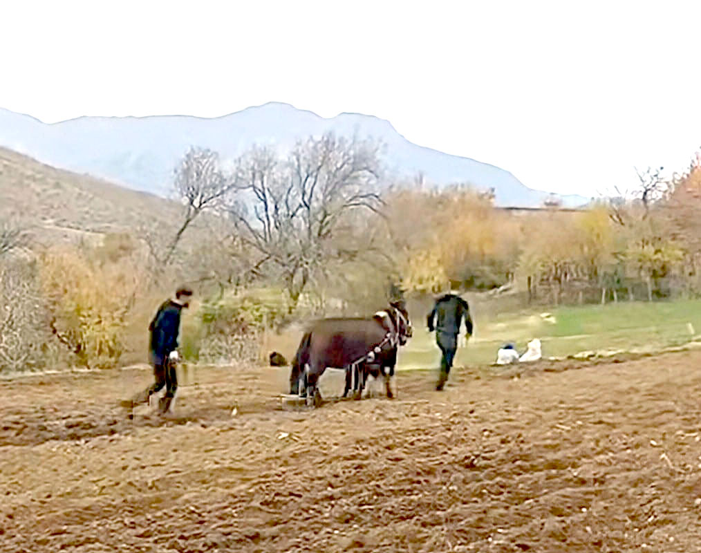 Eski usulle tarım devam ediyor