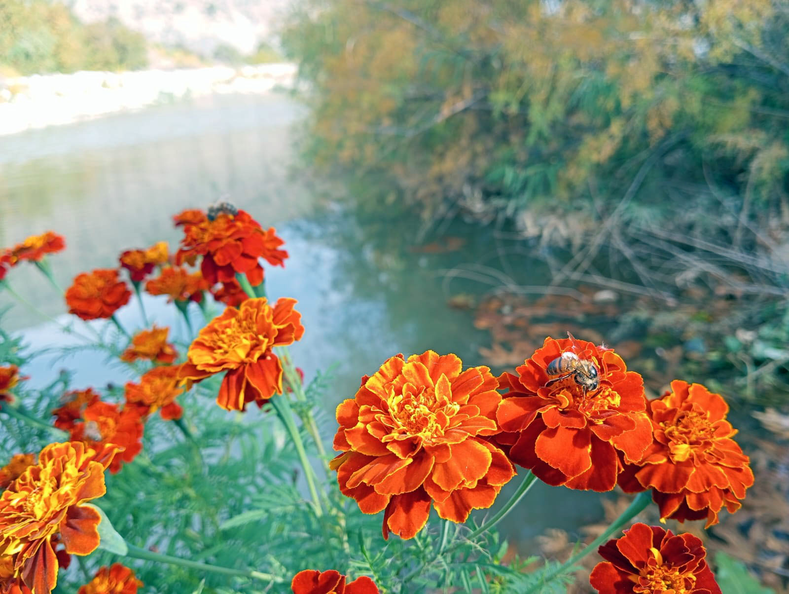 Kış ayında açan çiçekler doğaya ayrı renk kattı