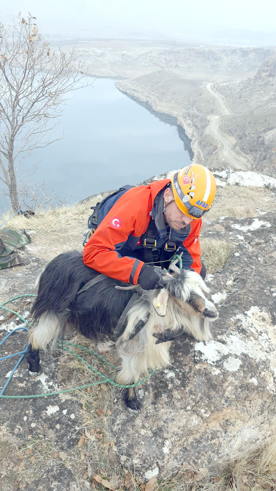 Hasankeyf’te mahsur kalan Keçi kurtarıldı