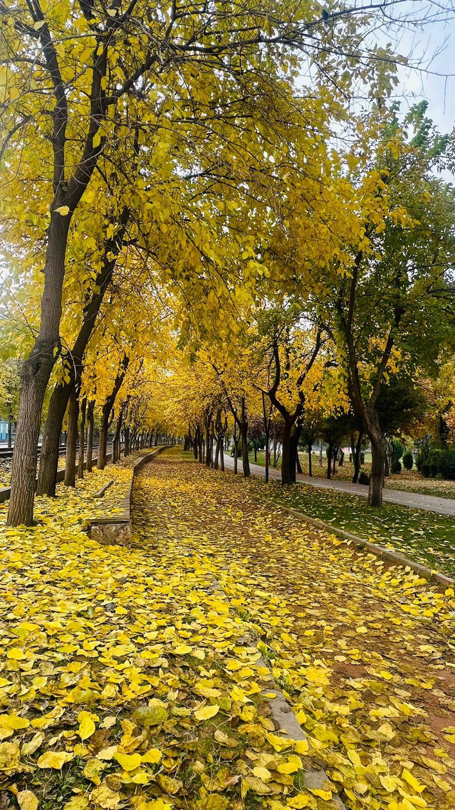 Belediye, Sonbahar Manzarası İçin Yaprakları Toplamayı Durdurdu