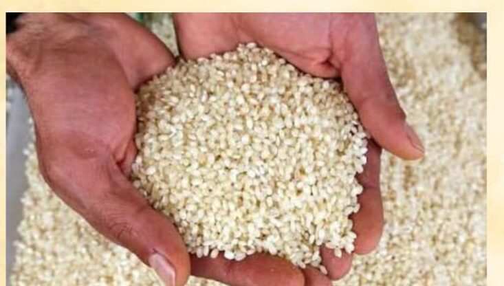 Gönüllü Pirinci Coğrafi işaret aldı