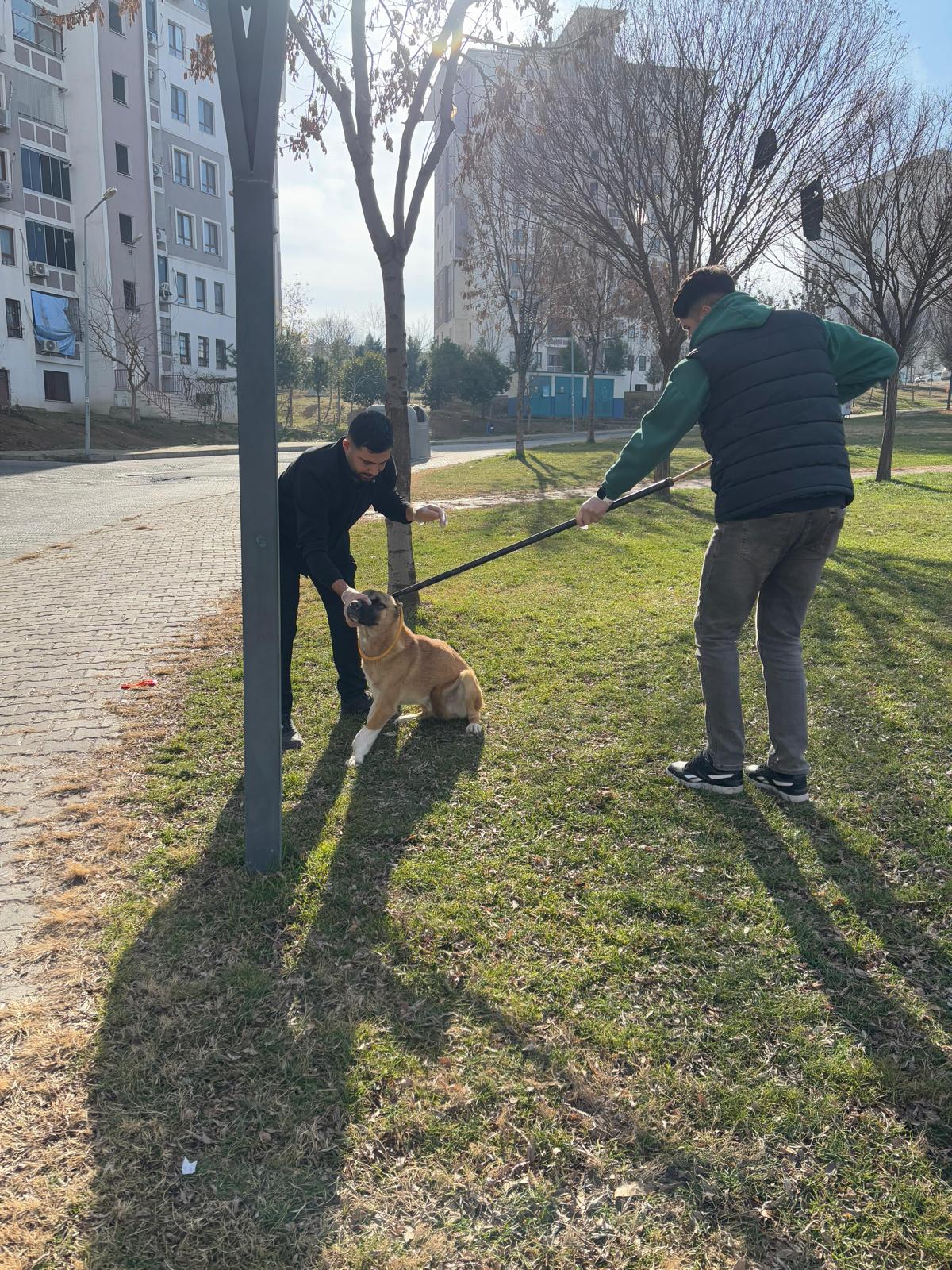 Batman’da sokak hayvanlarına kısırlaştırma ve aşılama