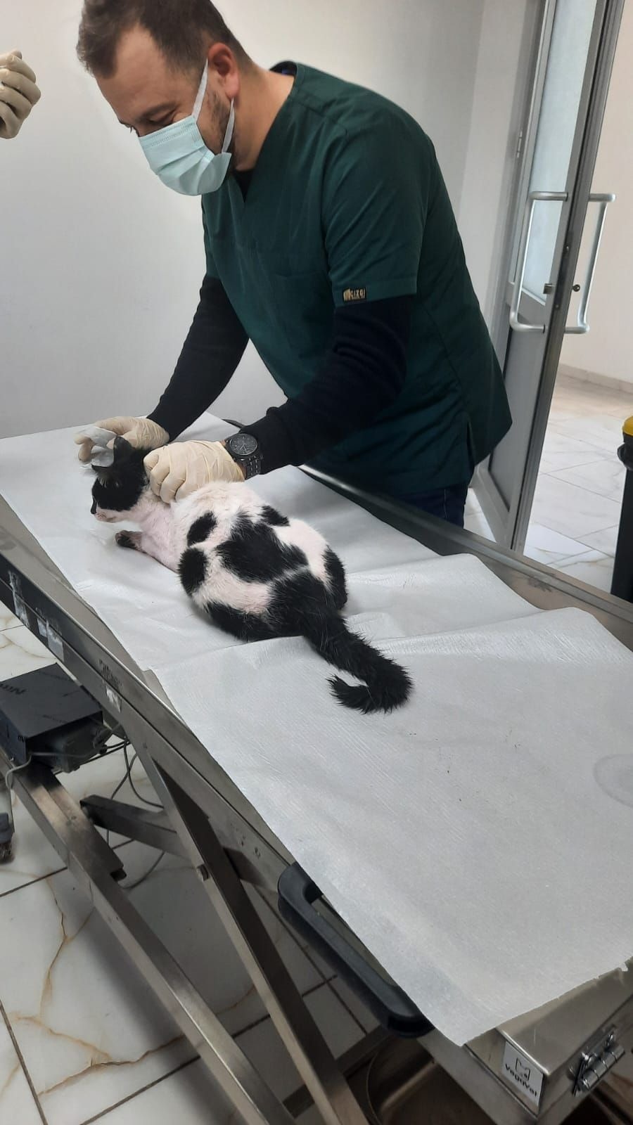 Kediye zarar verilmesi olayı ile ilgili açıklama