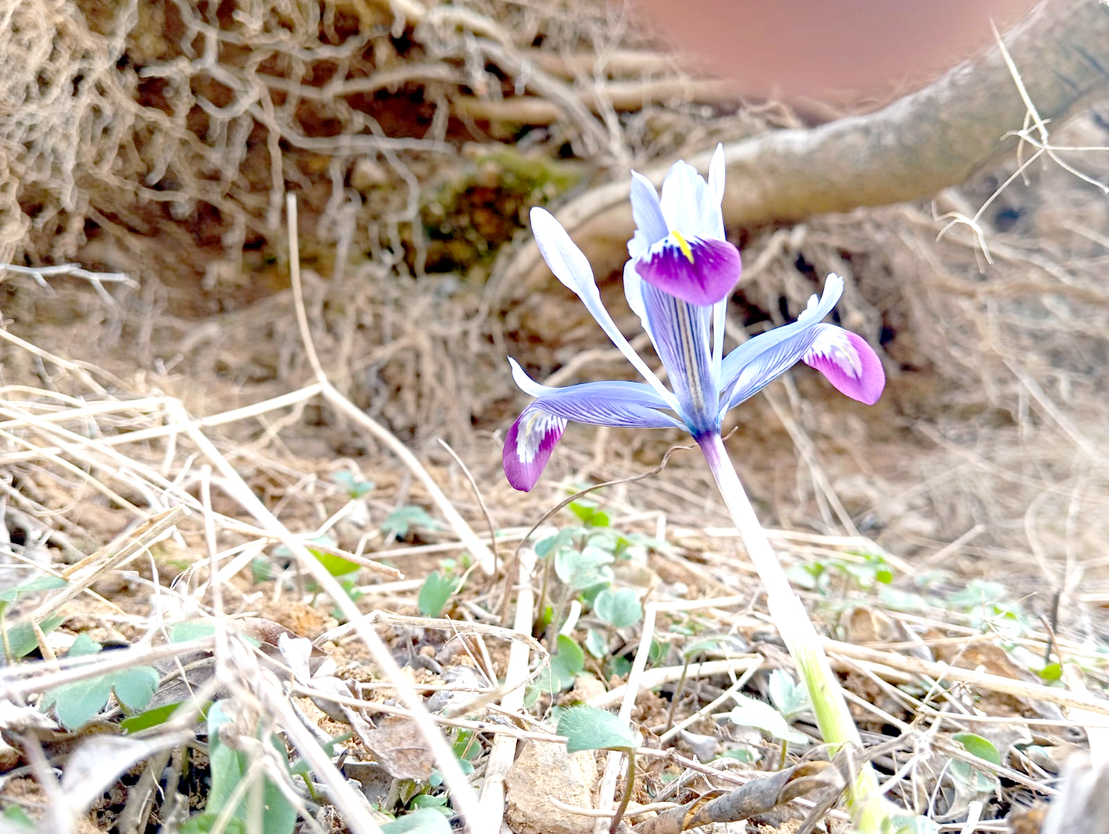 Bahar yüzünü gösterdi